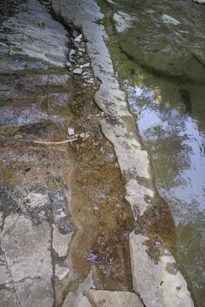 Centinaia di ovature di Salamandrina + 